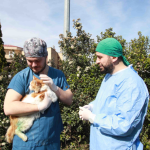 Yaralı Bulunan Kedi “Şanslı”, Patilik Mutlu Kasaba’da Hayata Tutundu