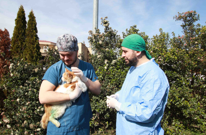 Yaralı Bulunan Kedi “Şanslı”, Patilik Mutlu Kasaba’da Hayata Tutundu