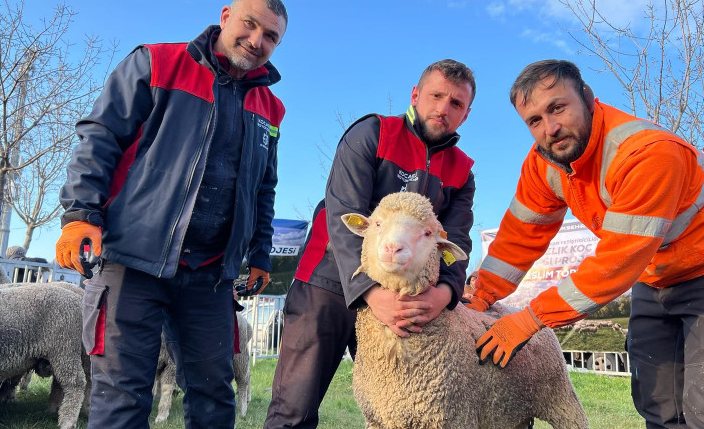 Büyükşehir Belediyesi’nden Üreticiye Damızlık Koç Desteği