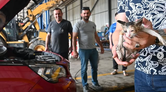 Başiskele’de Araçtan Kurtarılan Yavru Kedi Yeni Yuvasına Kavuştu