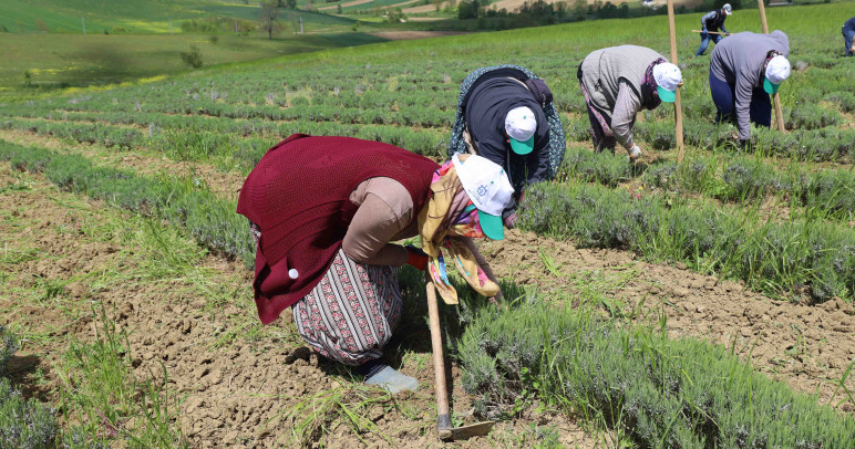 Tıbbi ve Aromatik Bitki Yetiştiriciliği Projesi’nde Hasat Öncesi Yoğun Mesai